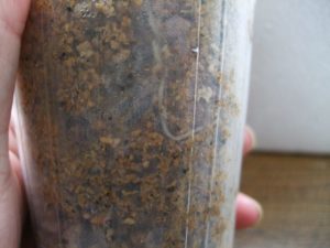 ヒダカソウ秋の根伏せ