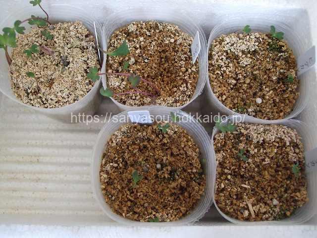 ヒダカソウ