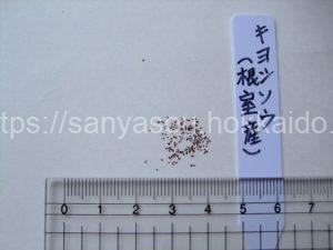 キヨシソウの種子