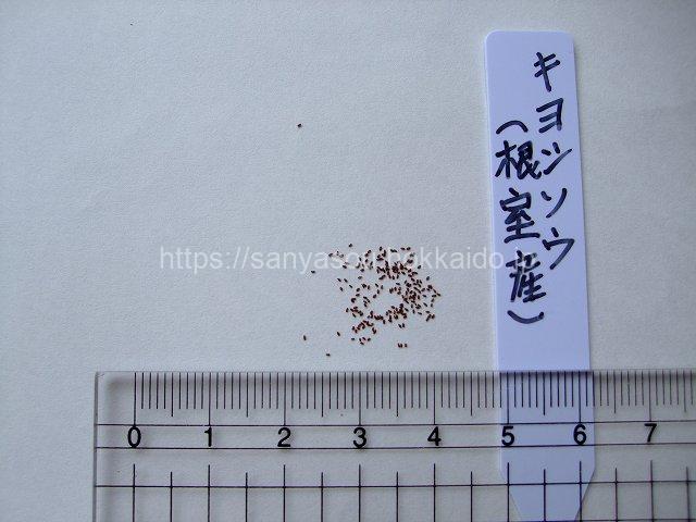 キヨシソウの種子