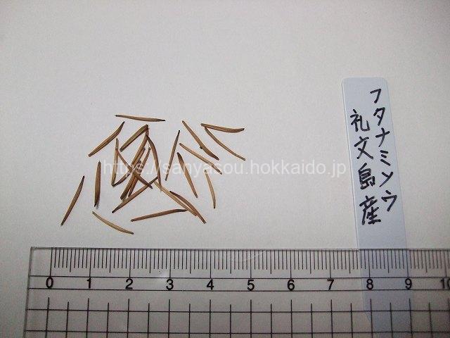 フタナミソウの種子